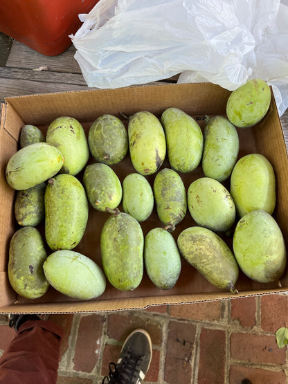 Fully Stratified Pawpaw Seeds (Pack of 10)  - Free Shipping