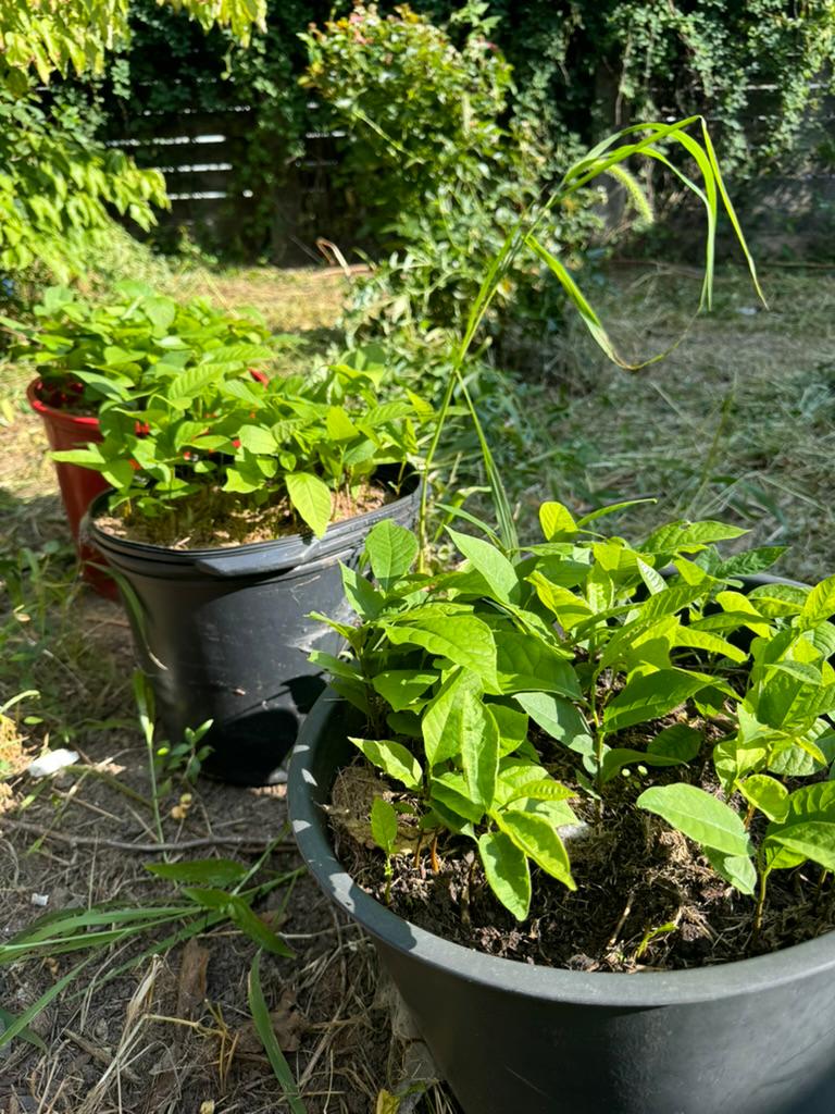 Pawpaw seedlings grown in full sun at Andreas, Pennsylvania farm — dense healthy growth in black nursery containers